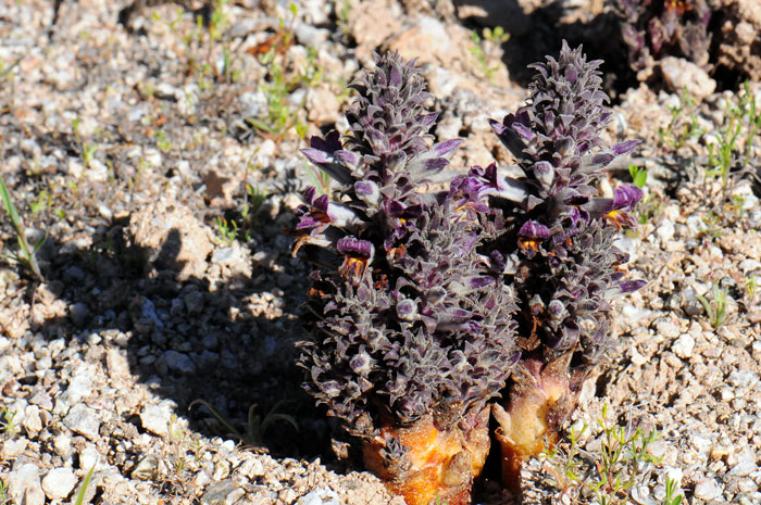 Orobanche cooperi, Desert Broomrape